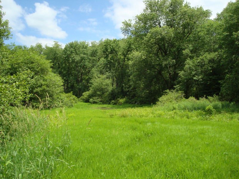 Rice Cutgrass - Bulrush Vernal Pool